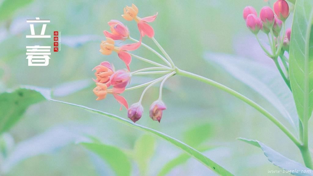 24节气之立春清新唯美风光图片