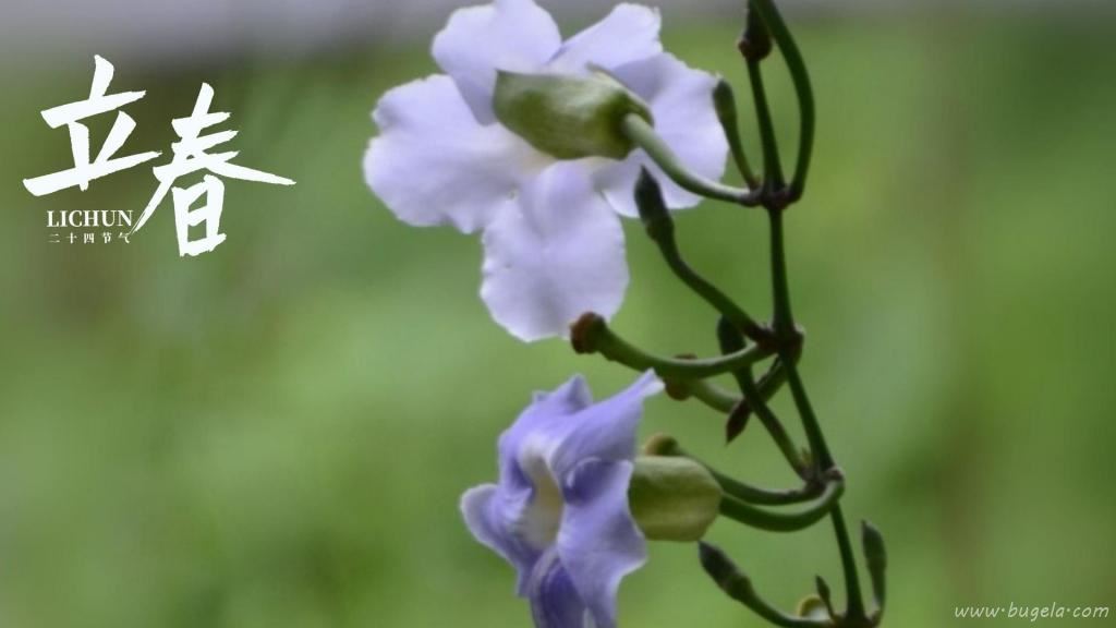 立春时节小清新山牵牛图片