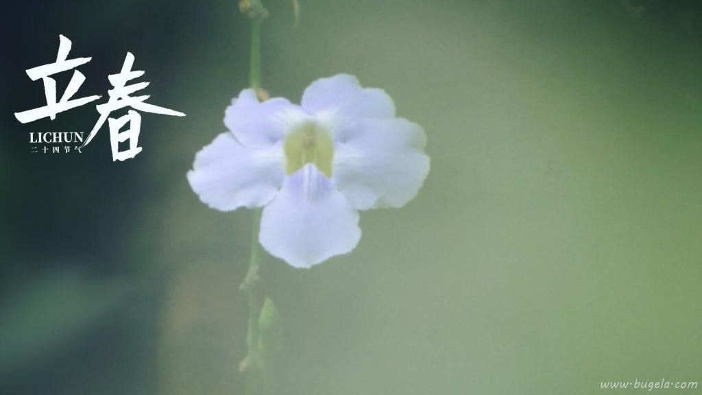 立春时节小清新山牵牛图片