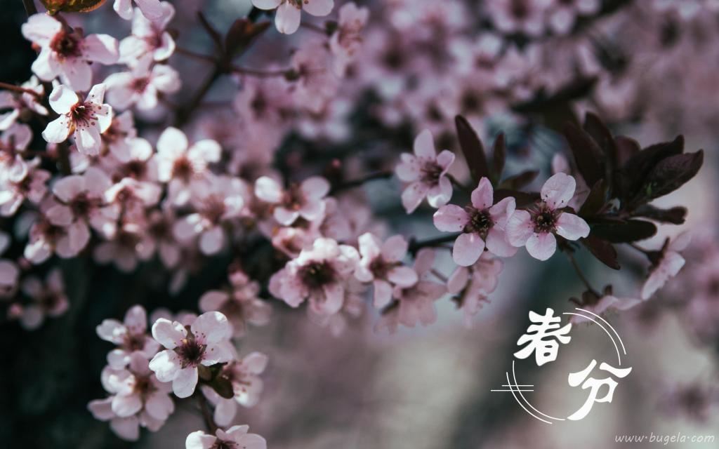 春分时节迷人的花朵风光图片