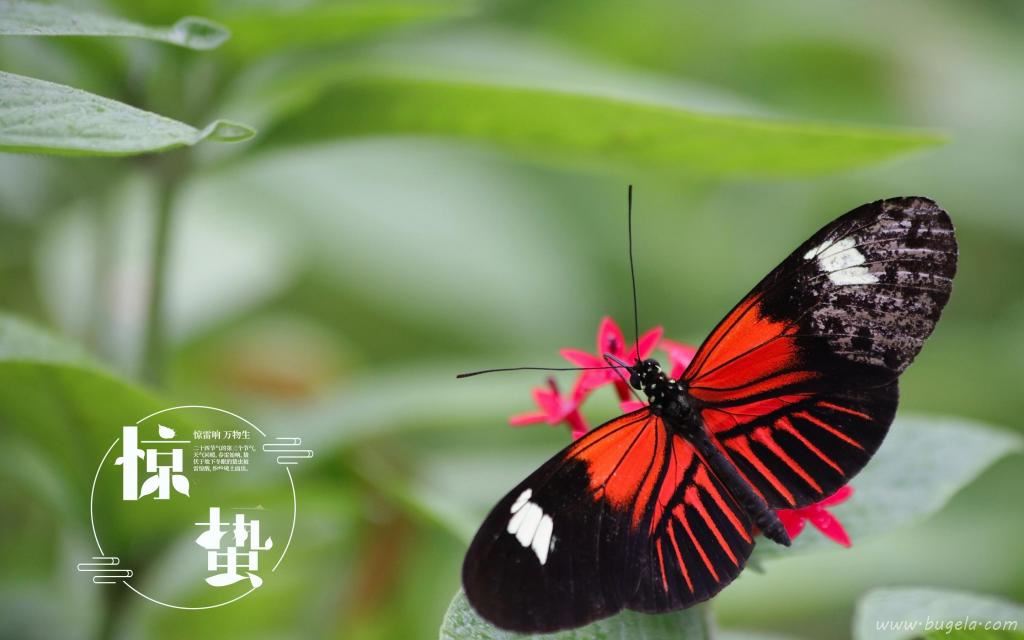 传统节日之惊蛰到来图片