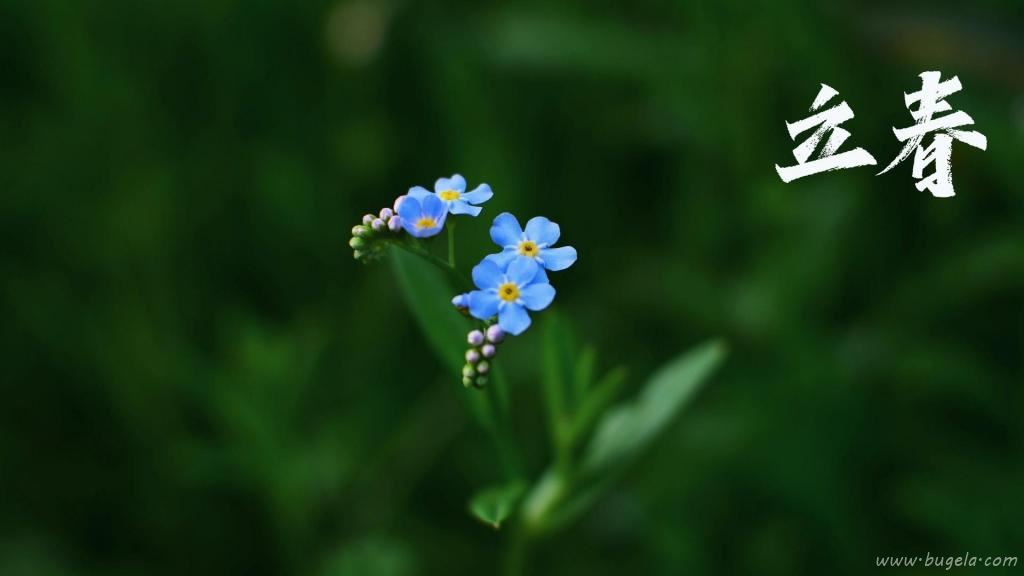 立春节气小清新勿忘我图片