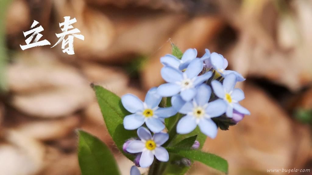 立春节气小清新勿忘我图片