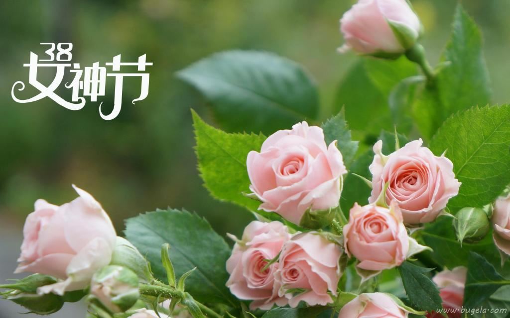 3.8女神节鲜艳的玫瑰图片