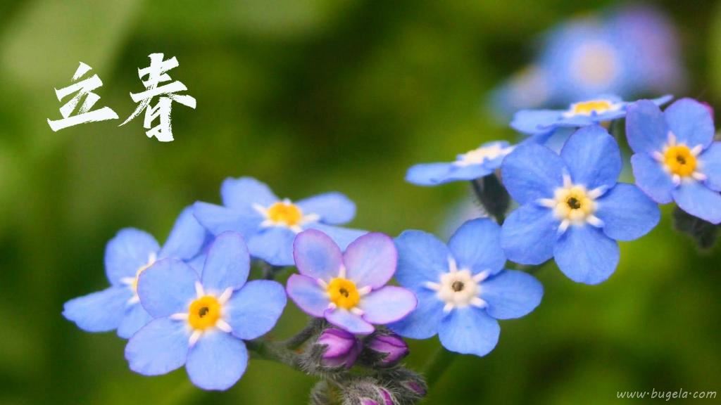 立春节气小清新勿忘我图片