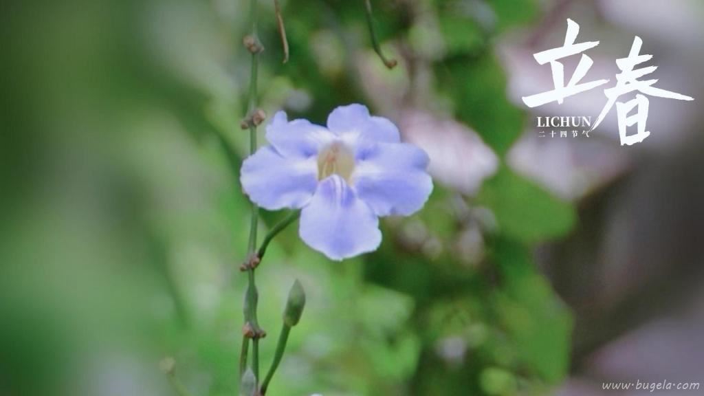 立春时节小清新山牵牛图片