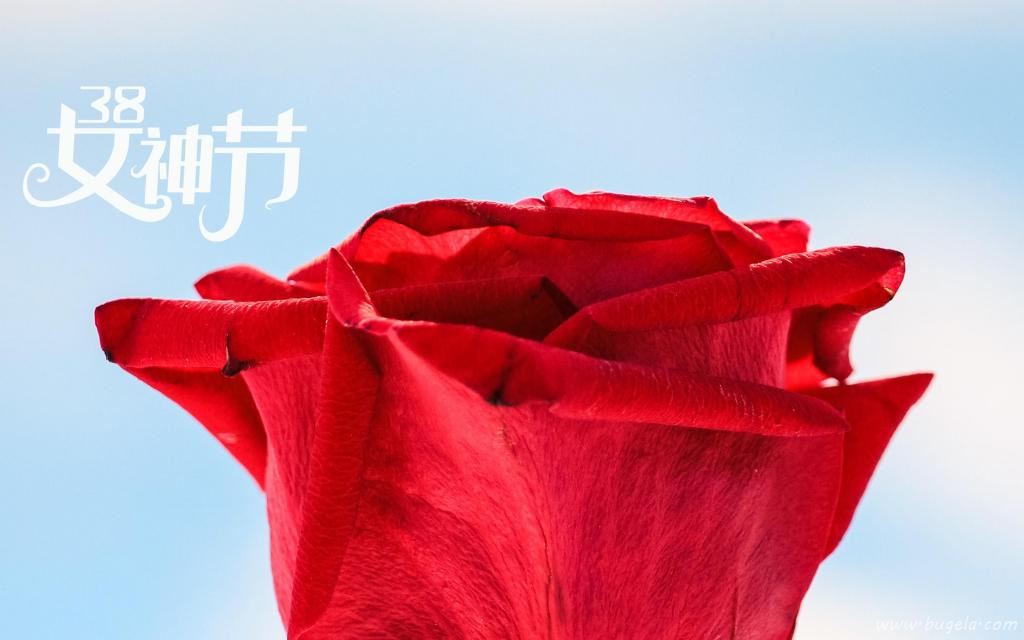 3.8女神节鲜艳的玫瑰图片