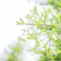 春暖花开风景头像 清新的绿色植物头像