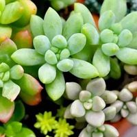 春暖花开风景头像 清新的绿色植物头像