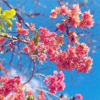 夏日头像小清新图片-头像夏天唯美图片大全