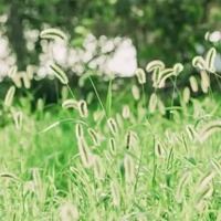 夏日头像小清新图片-头像夏天唯美图片大全