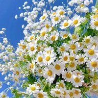 夏日头像小清新图片-头像夏天唯美图片大全