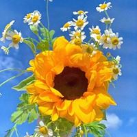 夏日头像小清新图片-头像夏天唯美图片大全