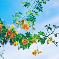 夏日头像小清新图片-头像夏天唯美图片大全