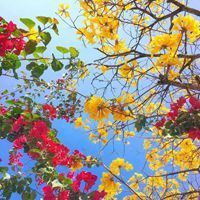 夏日头像小清新图片-头像夏天唯美图片大全