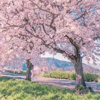 头像动漫风景唯美（宫崎骏唯美壁纸）