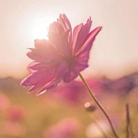 头像动漫风景唯美（宫崎骏唯美壁纸）