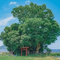 头像动漫风景唯美（宫崎骏唯美壁纸）