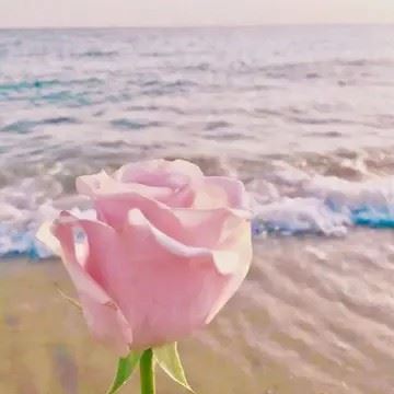 水晶玫瑰花图片|玫瑰花头像图片大全唯美
