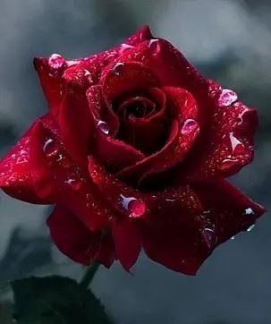 水晶玫瑰花图片|玫瑰花头像图片大全唯美