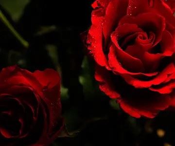 水晶玫瑰花图片|玫瑰花头像图片大全唯美
