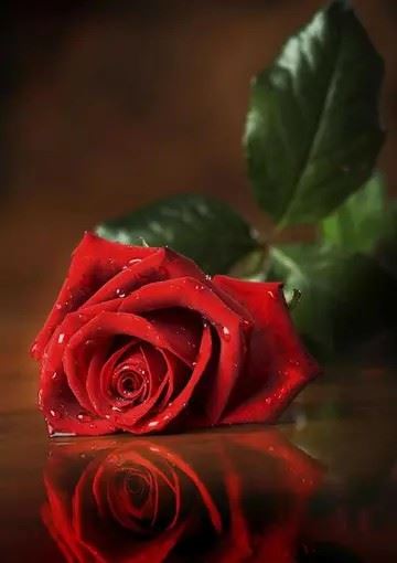 水晶玫瑰花图片|玫瑰花头像图片大全唯美