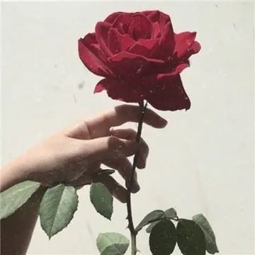 水晶玫瑰花图片|玫瑰花头像图片大全唯美
