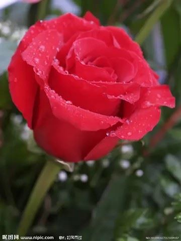 水晶玫瑰花图片|玫瑰花头像图片大全唯美