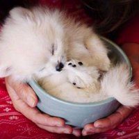 茶杯狗头像图片大全唯美-可爱茶杯犬头像