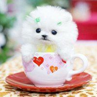 茶杯狗头像图片大全唯美-可爱茶杯犬头像