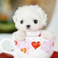 茶杯狗头像图片大全唯美-可爱茶杯犬头像