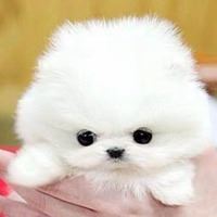 茶杯狗头像图片大全唯美-可爱茶杯犬头像