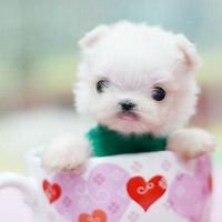 茶杯狗头像图片大全唯美-可爱茶杯犬头像