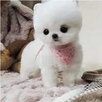 茶杯狗头像图片大全唯美-可爱茶杯犬头像