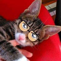 猫咪戴眼镜的头像_戴眼镜的猫咪图片大全可爱头像