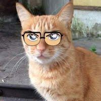 猫咪戴眼镜的头像_戴眼镜的猫咪图片大全可爱头像