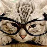 猫咪戴眼镜的头像_戴眼镜的猫咪图片大全可爱头像