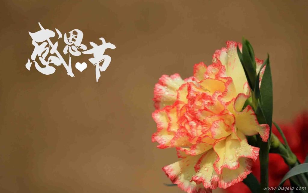 感恩节清新迷人康乃馨微距摄影图片
