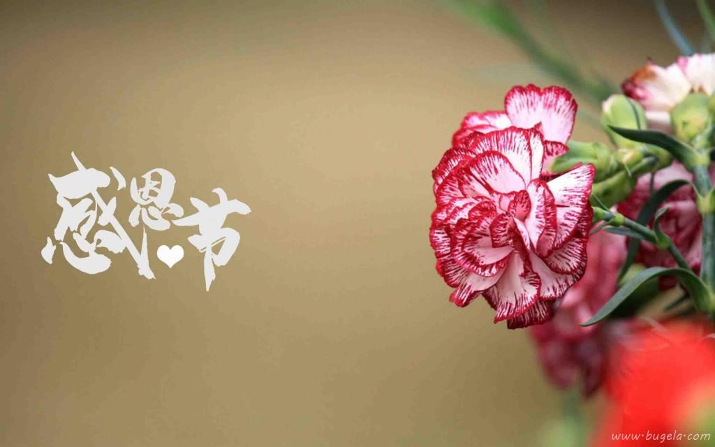 感恩节清新迷人康乃馨微距摄影图片