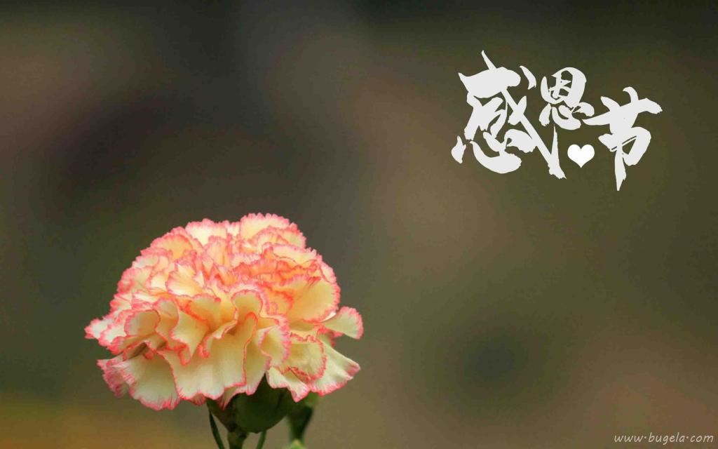 感恩节清新迷人康乃馨微距摄影图片