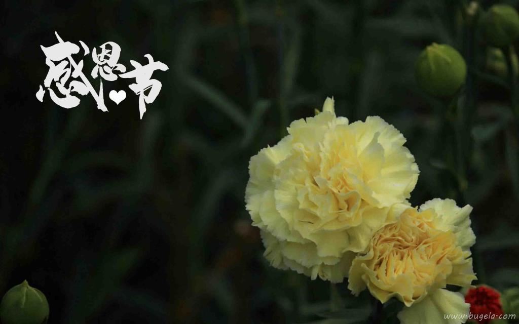 感恩节清新迷人康乃馨微距摄影图片