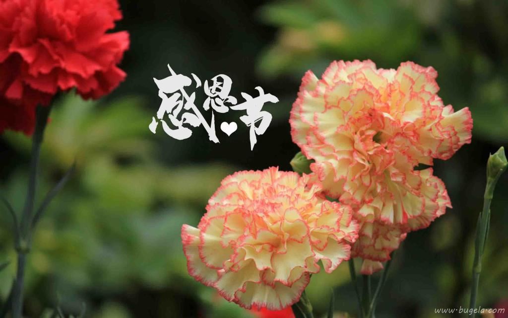 感恩节清新迷人康乃馨微距摄影图片