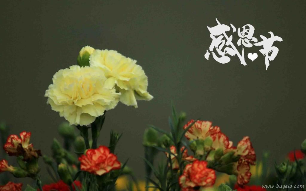 感恩节清新迷人康乃馨微距摄影图片
