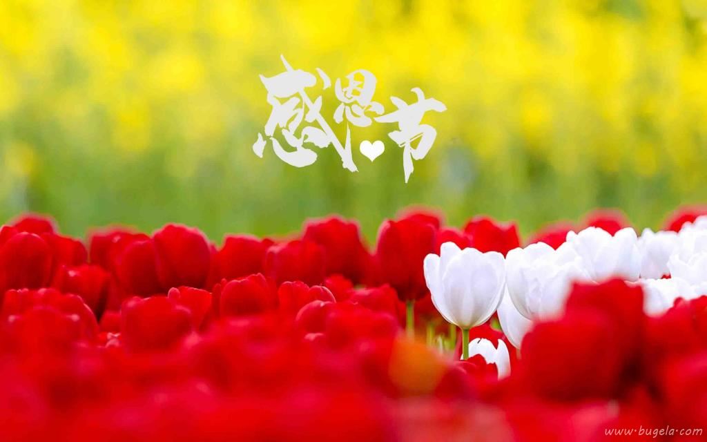 感恩节迷人郁金香微距摄影图片