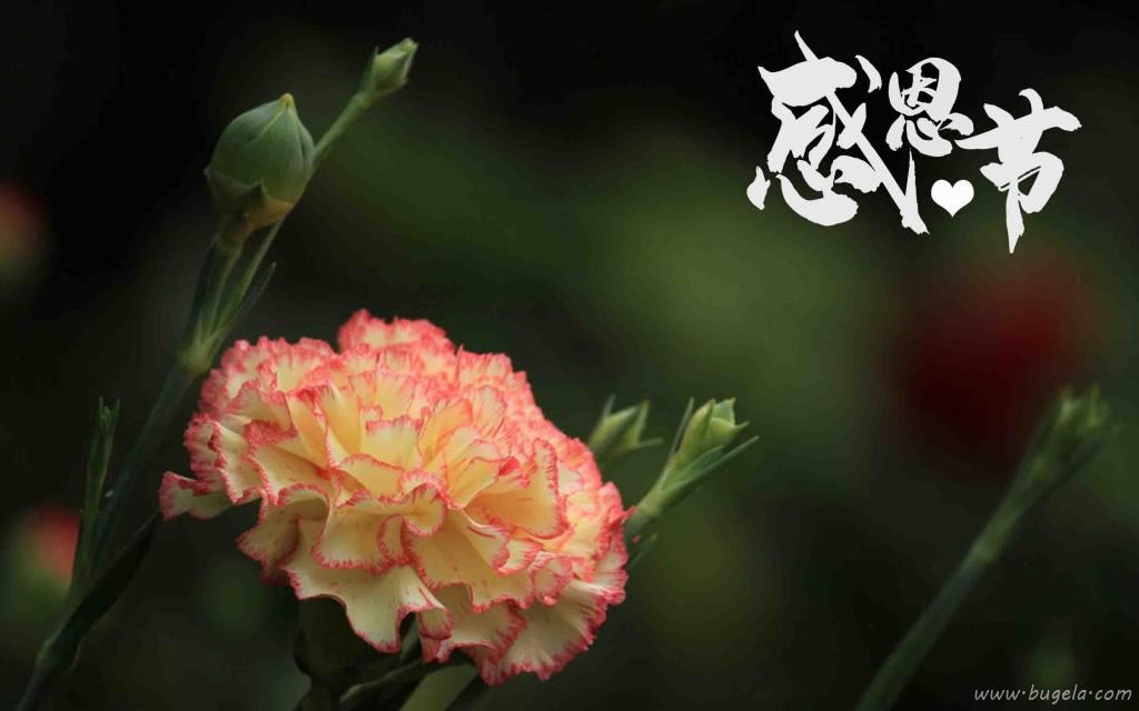 感恩节清新迷人康乃馨微距摄影图片