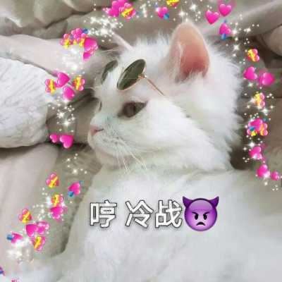 动物头像个性（有趣的动物头像）