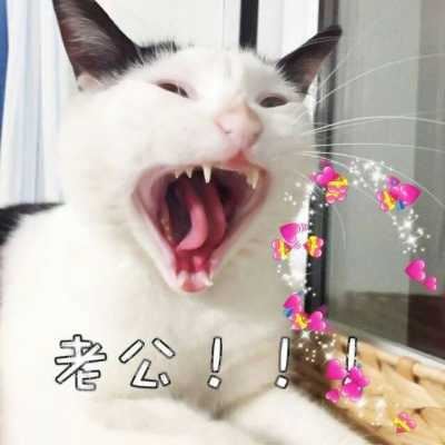 动物头像个性（有趣的动物头像）
