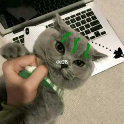 小动物情侣头像一对两张|动物情侣头像一对