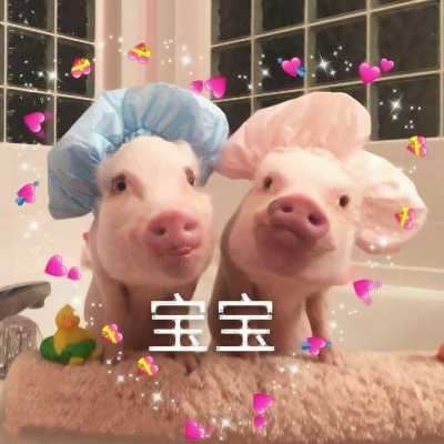 动物头像个性（有趣的动物头像）