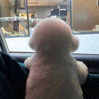 宠物情侣头像_主人和宠物的情侣头像二次元
